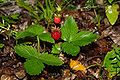 woodland strawberry (F. vesca) Subspecies: F. v. vesca
