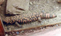 gila monster on the rocks (taken by Adrian Pingstone)