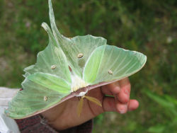 Large Luna Moth.jpg