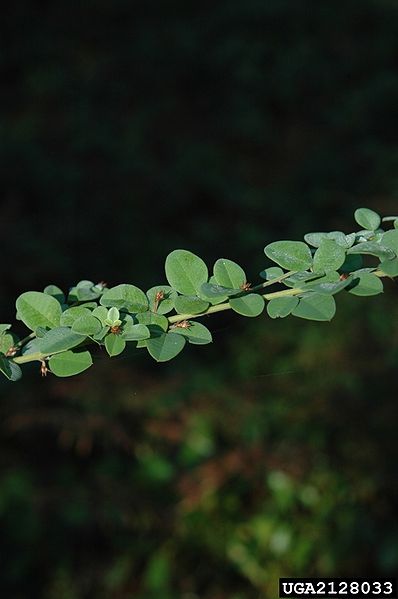 File:Lespy1.jpg