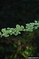 Hairy lespedeza (Lespedeza hirta )