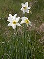 Poet's Narcissus (Narcissus Poeticus)