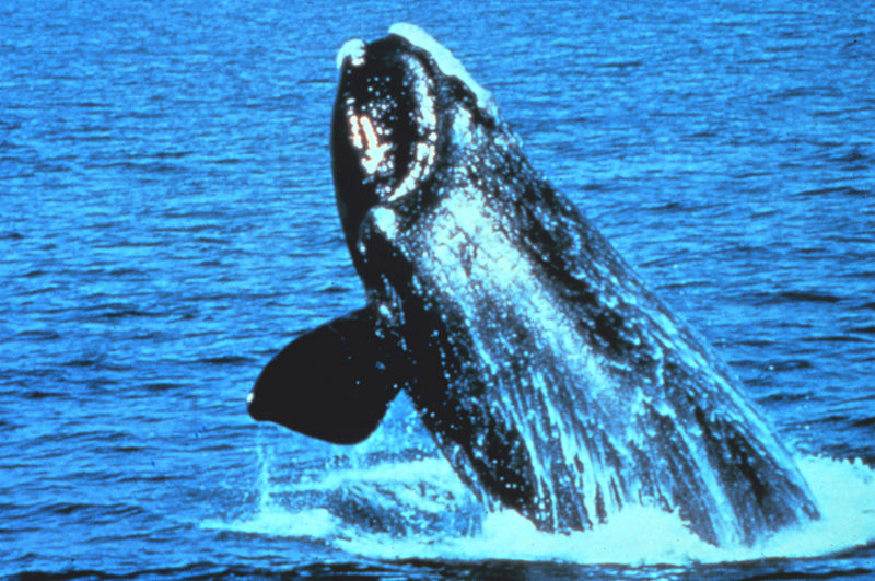 File:Right Whale.jpg