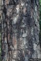 Pinus echinata detail of bark