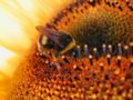 bumblebee searching for polon from a sunflower