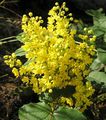 creeping barberry (Mahonia repens) Class: Dicotyledons