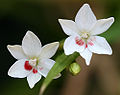 False freesia (F. laxa)