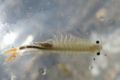 Fairy shrimp Class: Branchiopoda