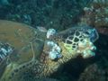 Green Turtle with Fibropapillomatosis