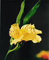 Gladiolus (Gladiolus)