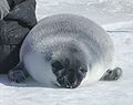 Hodded Seal (C. Cristata) Genus: Cystophora