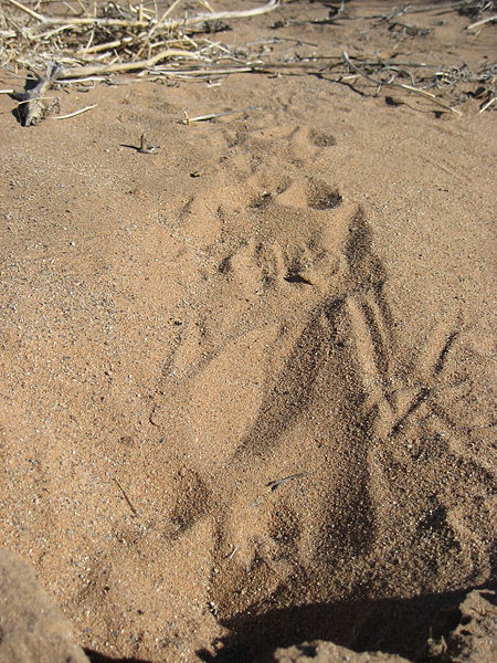 File:KangarooRatTracks.jpg