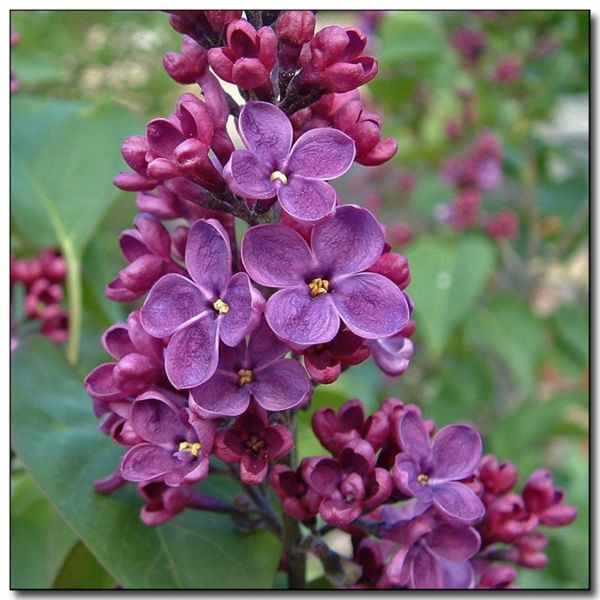 File:Lilac.jpg