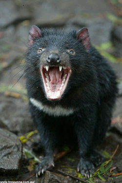 Screaming devil.jpg