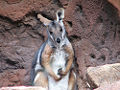 Rock Wallaby (Genus: Petrogale)