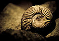 Ammonite Order: Ammonitida