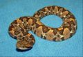 Picado's pit viper (A. picadoi) Genus: Atropoides