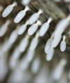 Slime mold (Diachea leucopodia) Class Mycetozoa