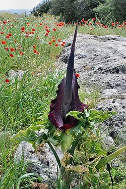 Dracunculus vulgaris pic 1.jpg