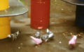 Pink pigeon (Columba mayeri)