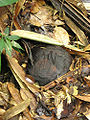 Corpse Flower (Rafflesia arnoldii)