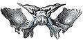 Displays immature sphenoid bone at birth.