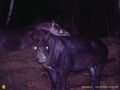 Little black tapir (T. kabomani)