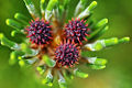 Very Fir Cones