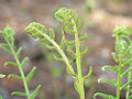 Cinnamon Fern (O. cinnamonea)