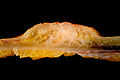 Thumbnail for version as of 06:14, 26 October 2009