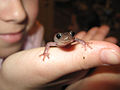 Arboreal salamander (Aneides lugubris) Family: Plethodontidae