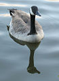 Canadian Goose (Branta canadensis)