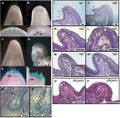 Thumbnail for version as of 22:02, 11 January 2015
