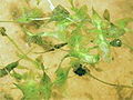 Star Duckweed (Lemna trisulca L.)