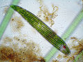 Euglena (Euglena spirogyra) Order: Euglenales