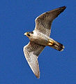Thumbnail for version as of 02:42, 23 February 2010