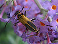 Goldenrod Soldier Beetle (C. pensylvanicus) Genus: Chauliognathus