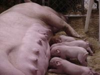 Mammary glands.jpg