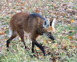 Maned Wolf.jpg