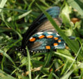 Pipevine swallowtail (Battus philenor)