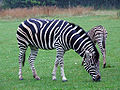 Thumbnail for version as of 04:02, 13 February 2013