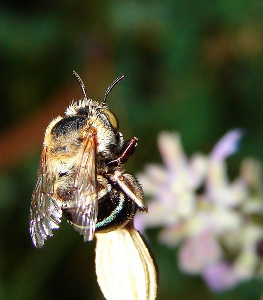 File:Queen bee.jpg