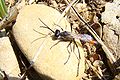 Thumbnail for version as of 06:44, 3 December 2010