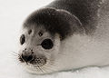 Ribbon Seal (P. Hispida) Genus: Phoca