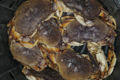 This is a pic of a bucket of dungeness crabs.