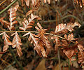 Cinnamon Fern (O. cinnamonea)