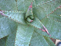 (Aloe ferox )
