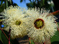 book-leaf mallee (E. kruseana)