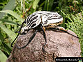 Goliath Beetle (G. Orientalis)