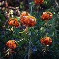 Leopard Lily (Lilium) Subtaxa: L. pardalinum